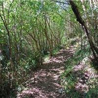 F01 -  Oasi WWF di Morigerati