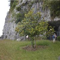 S03 - Sentiero di San Michele