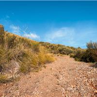 C01 - Anello basso del Bulgheria (11/09)